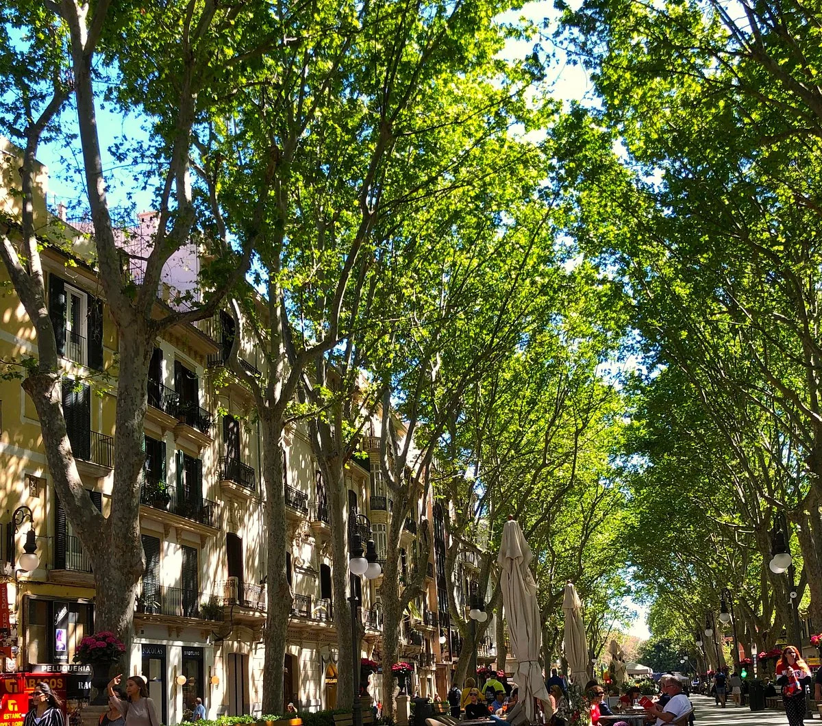 Passeig des Born