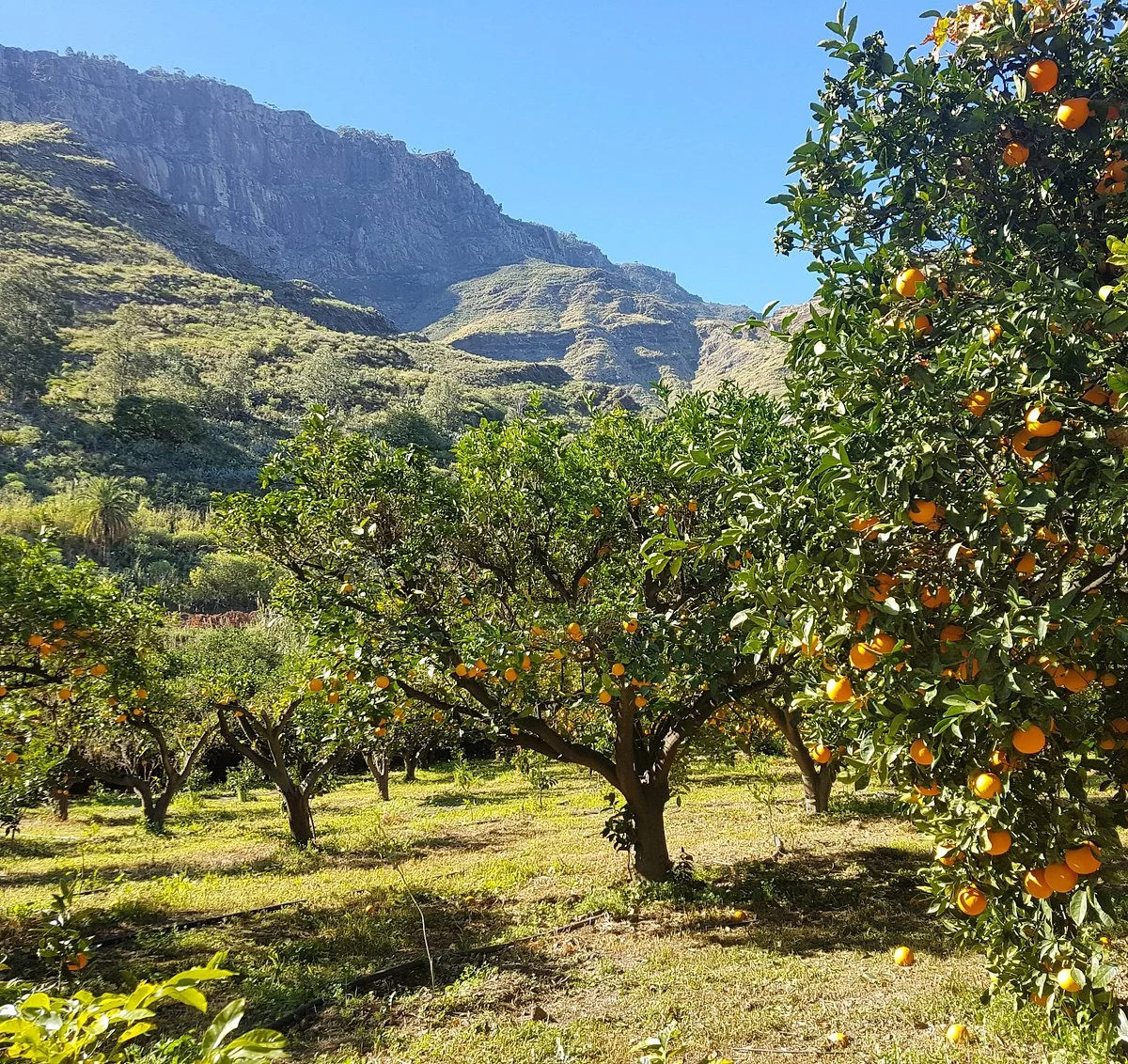 Bodega Los Berrazales