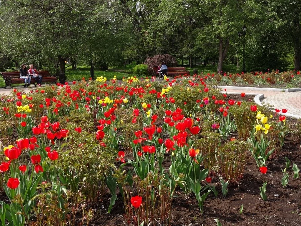 Dendropark