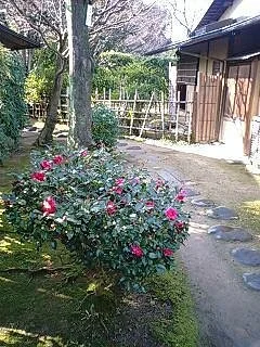Satkai City Japanese Tea Room