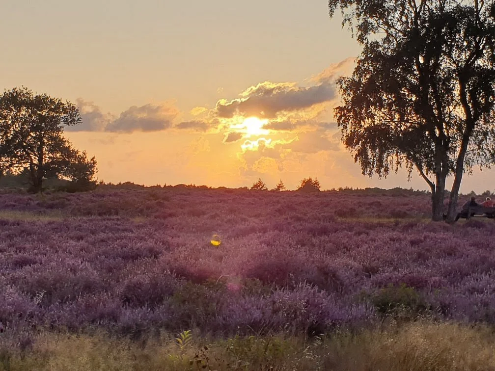 Hoorneboegse Heide