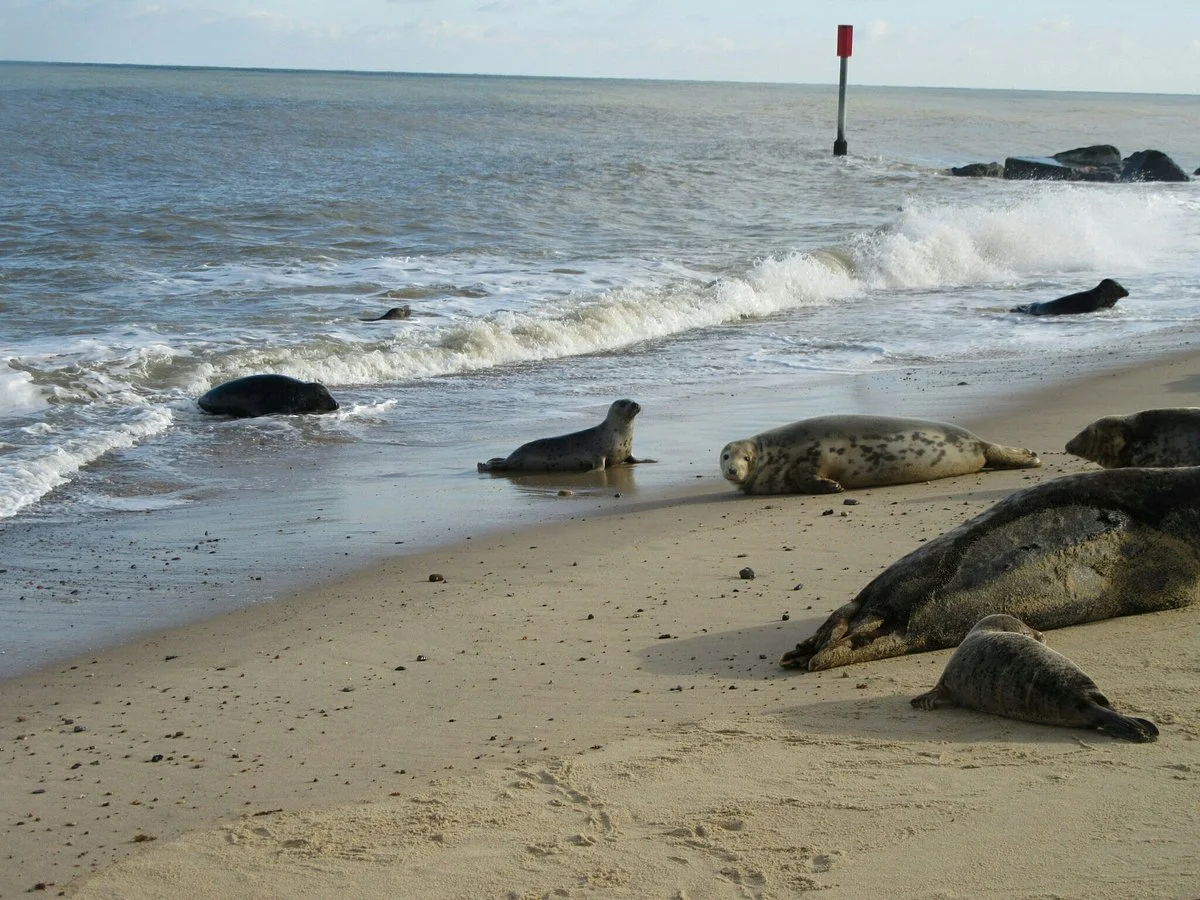 Horsey Beach