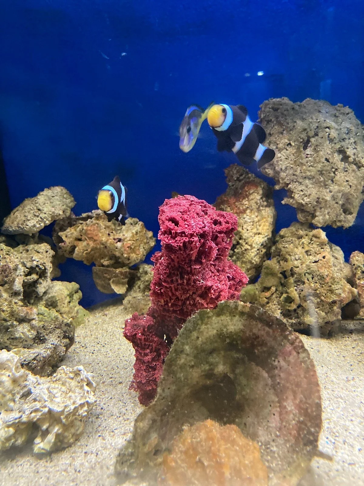 Aquarium Of Faliraki (Aquaworld)