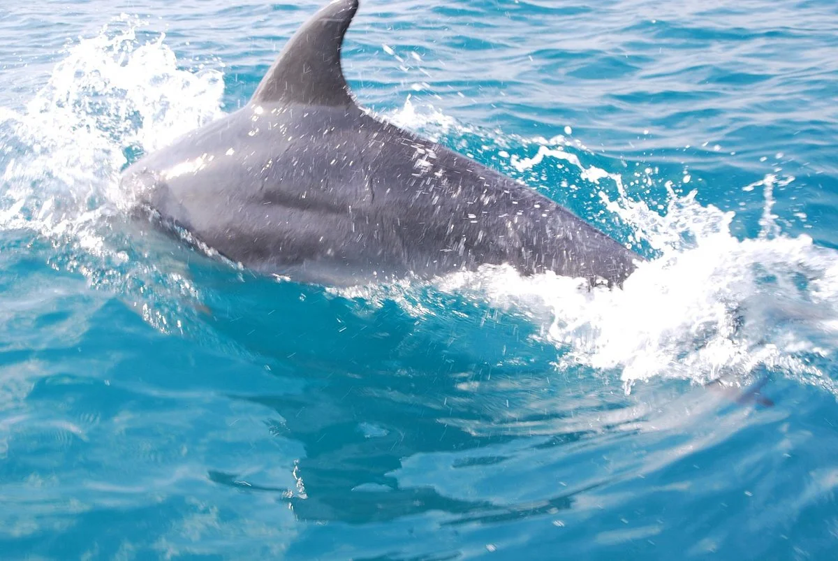 Jonian Dolphin Conservation