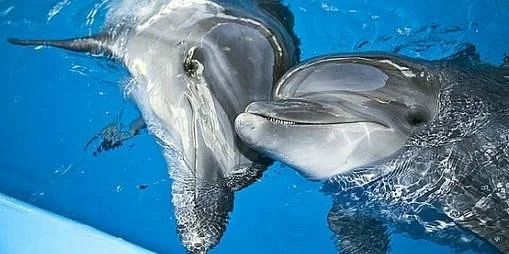 Kharkov Dolphinarium