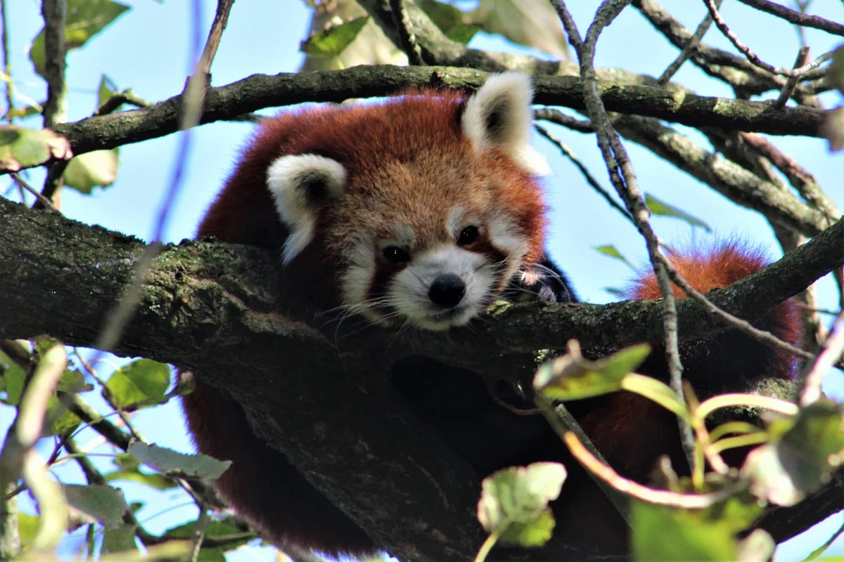 Newquay Zoo