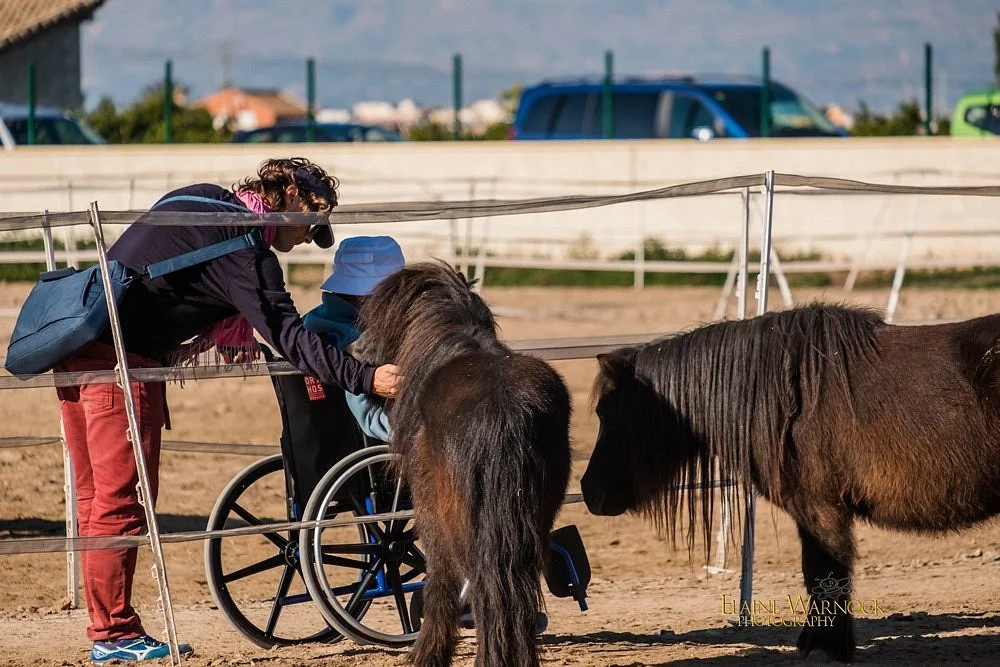 Easy Horse Care Rescue Centre