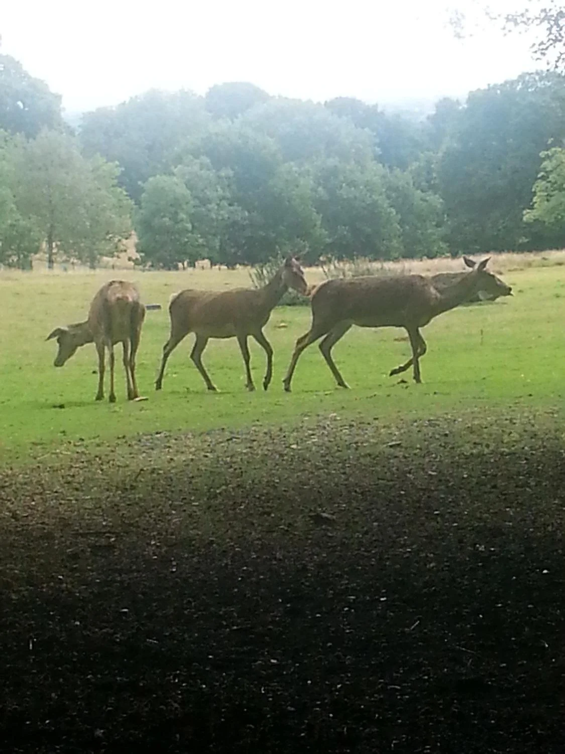 Bedfords Park