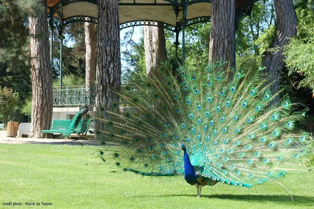 Jardin Massey