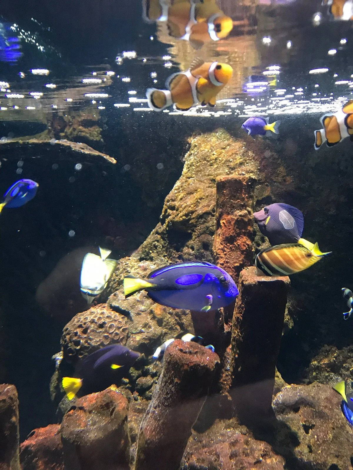 Sylt Aquarium