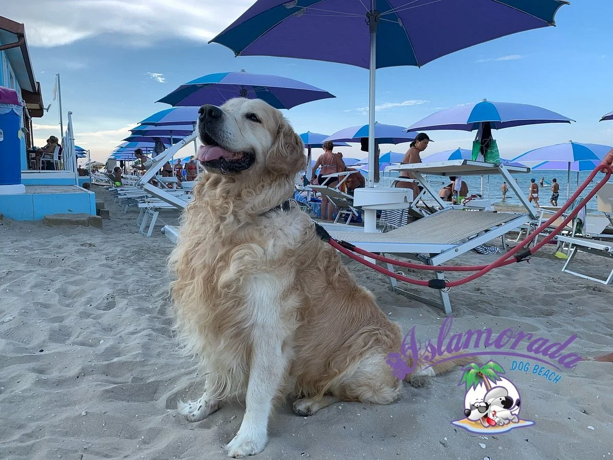 Islamorada - Dog Beach