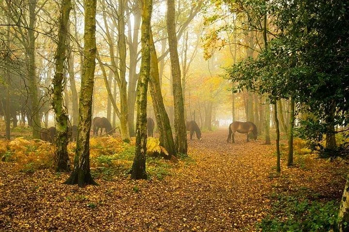 Snelsmore Common Country Park