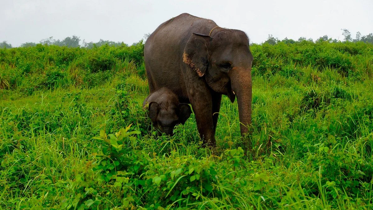 Way Kambas National Park