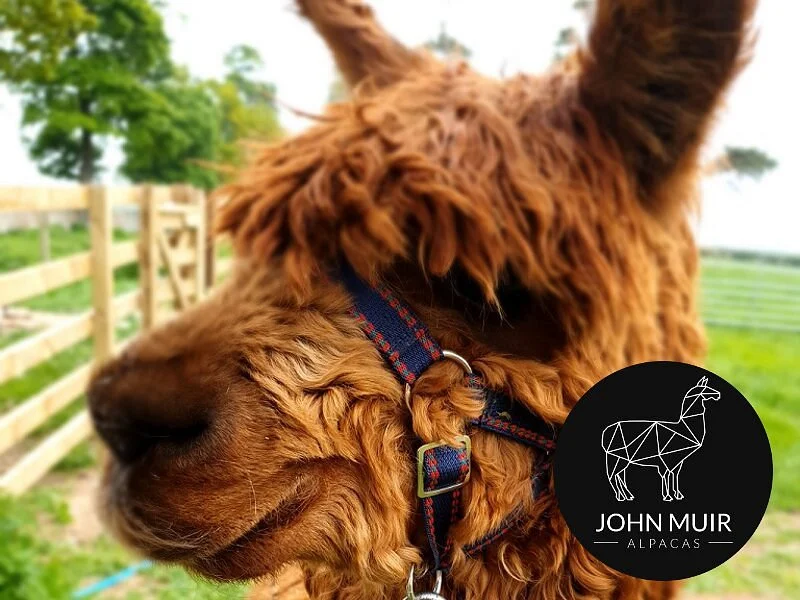 John Muir Alpacas
