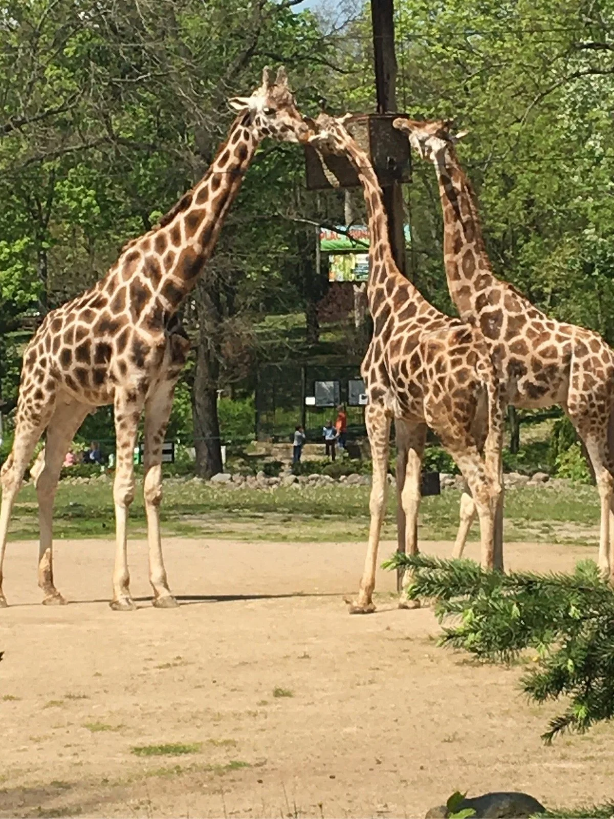 Zoo Plock