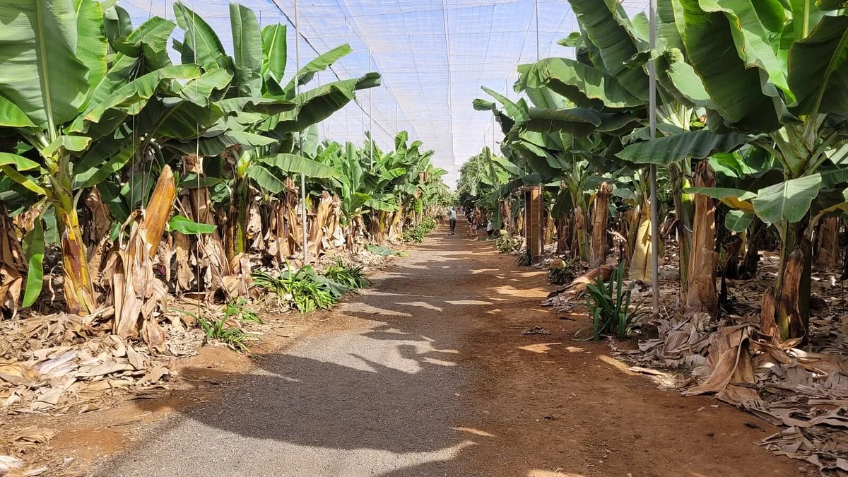 Finca Las Margaritas Banana Experience