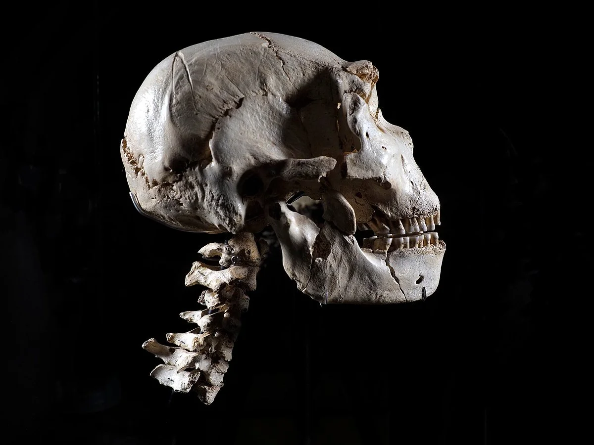 Museo de la Evolucion Humana