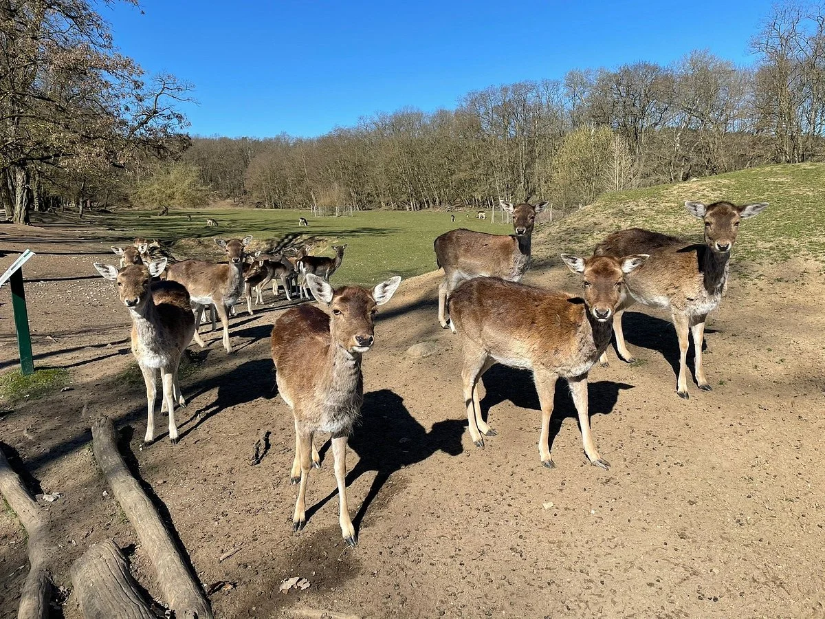 Wildpark Frankfurt