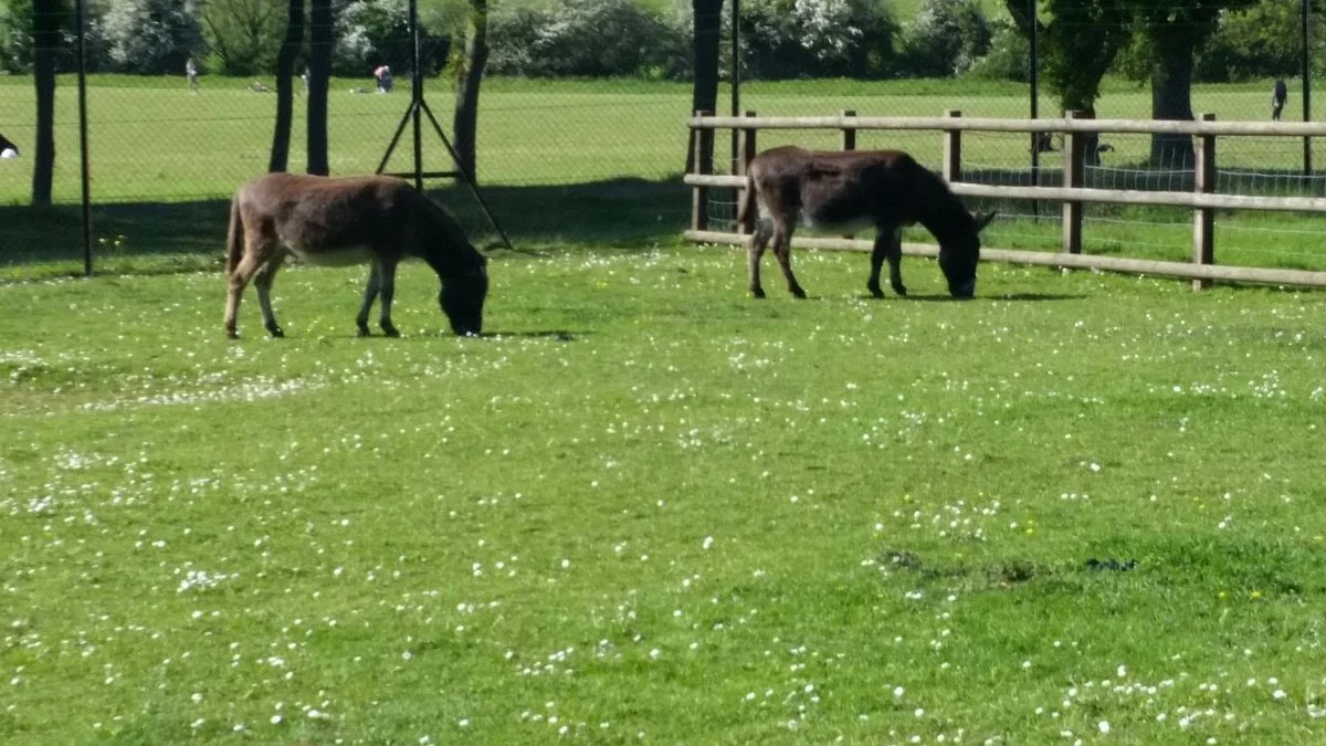 Fox Burrow Farm