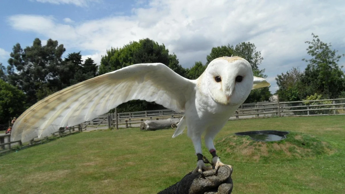 Imperial Bird of Prey Academy