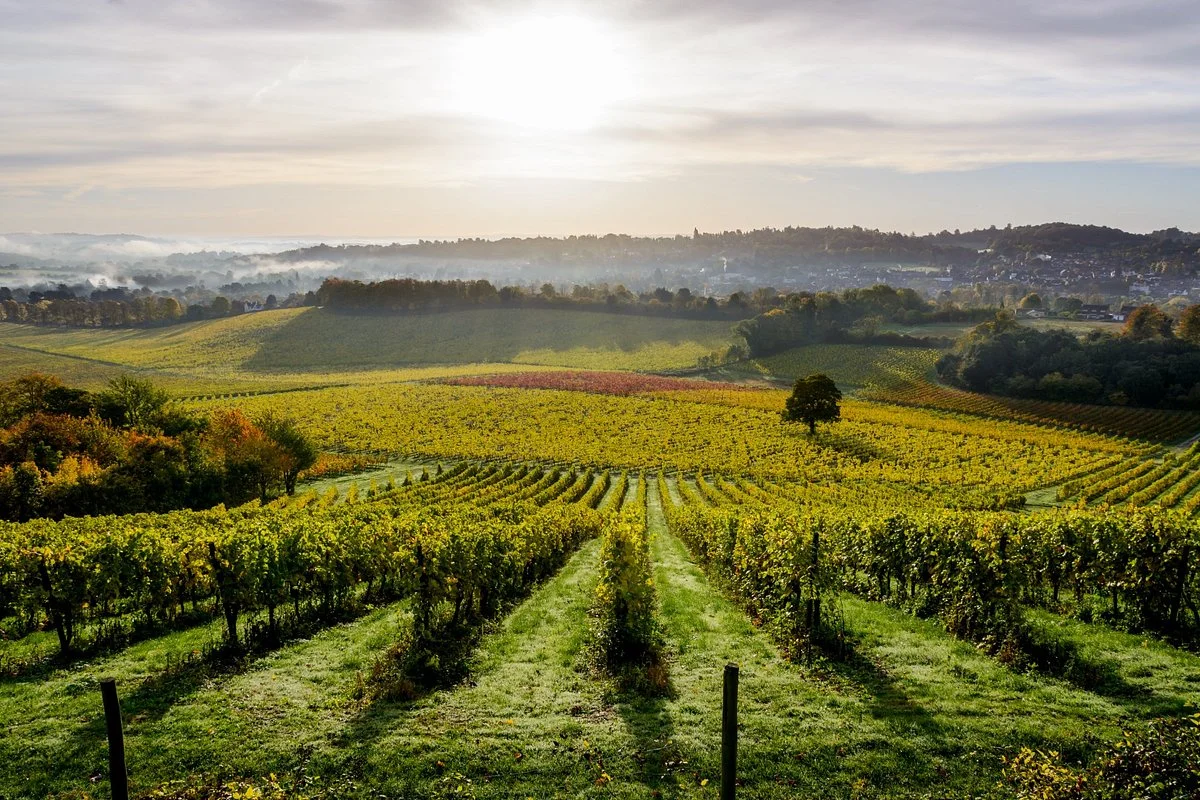 Denbies Wine Estate Ltd