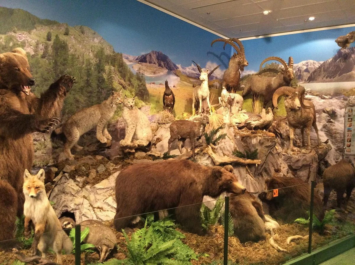 National Museum of the Republic of Altai