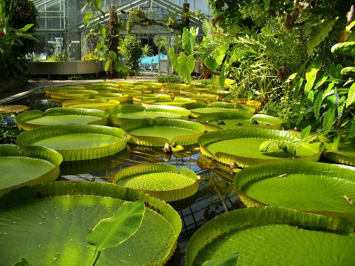 Botanical Garden, Bonn
