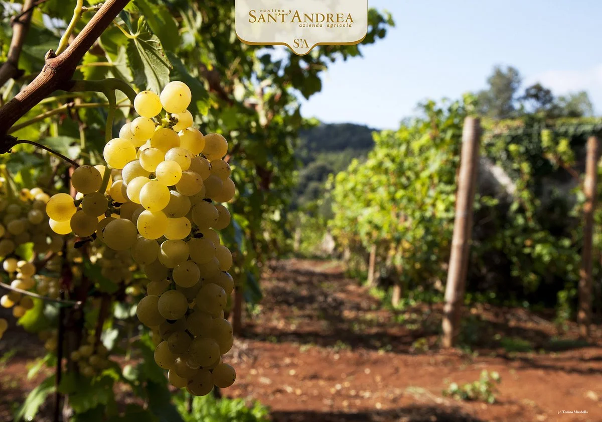 Cantina Sant'Andrea Azienda Agricola