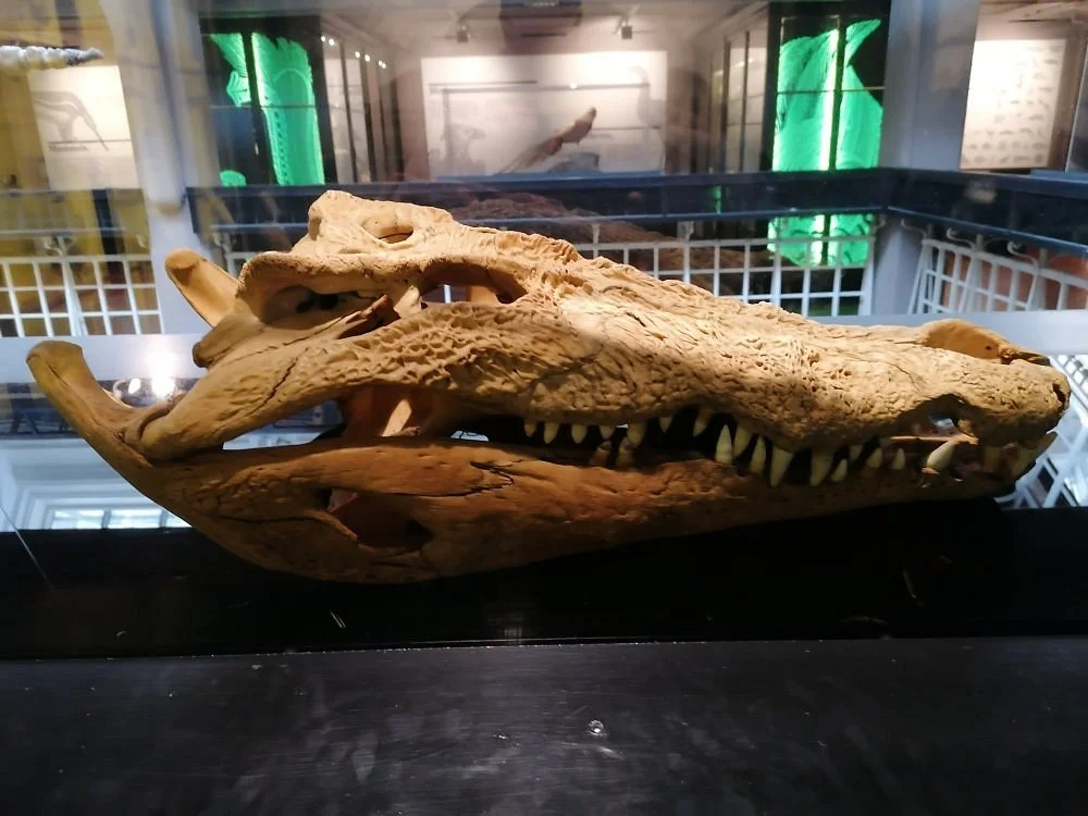 Manchester Museum