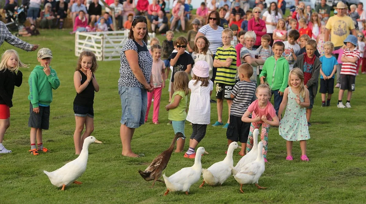 Borough Farm Sheepdog and Falconry Displays