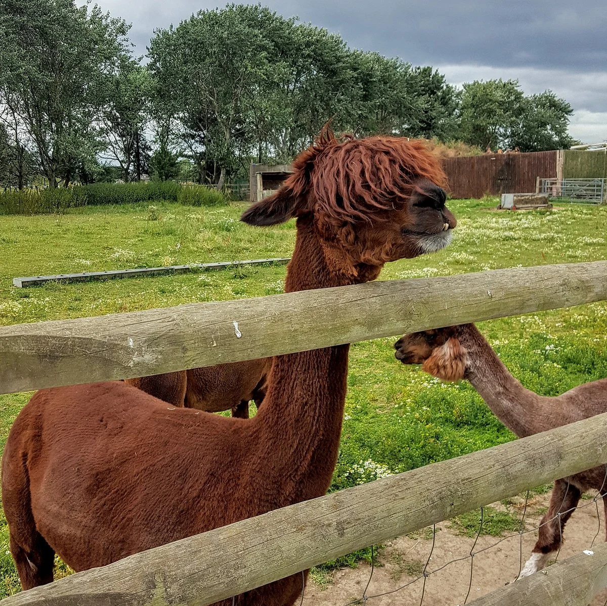 Hounslow Urban farm
