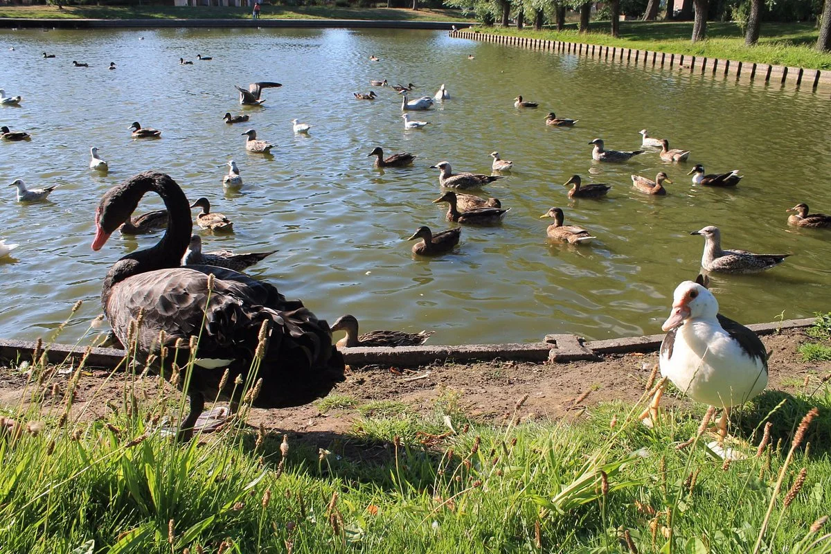 Dierentuin Animal Farm