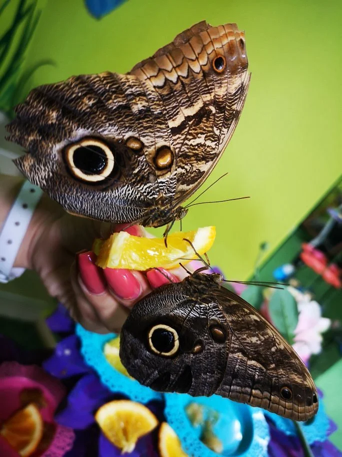 Butterfly House Varna