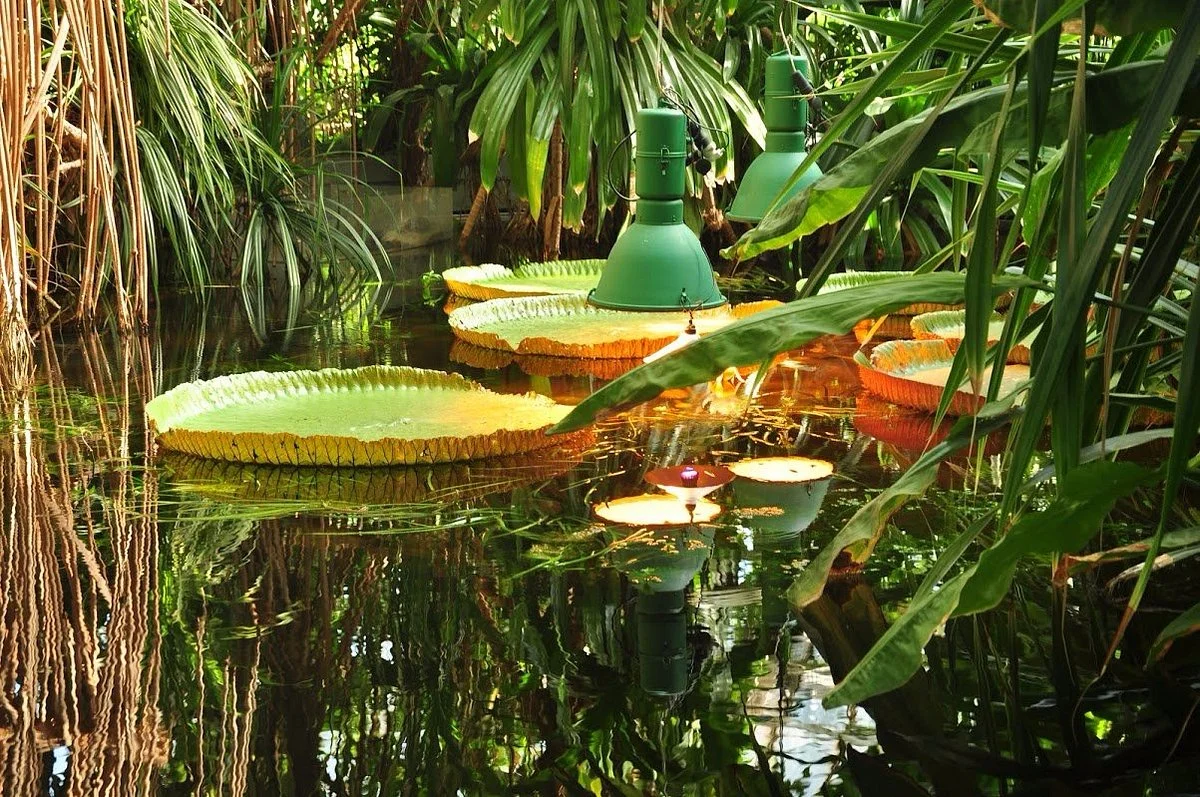 Palmiarnia Poznanska (Palmenhaus Poznan)