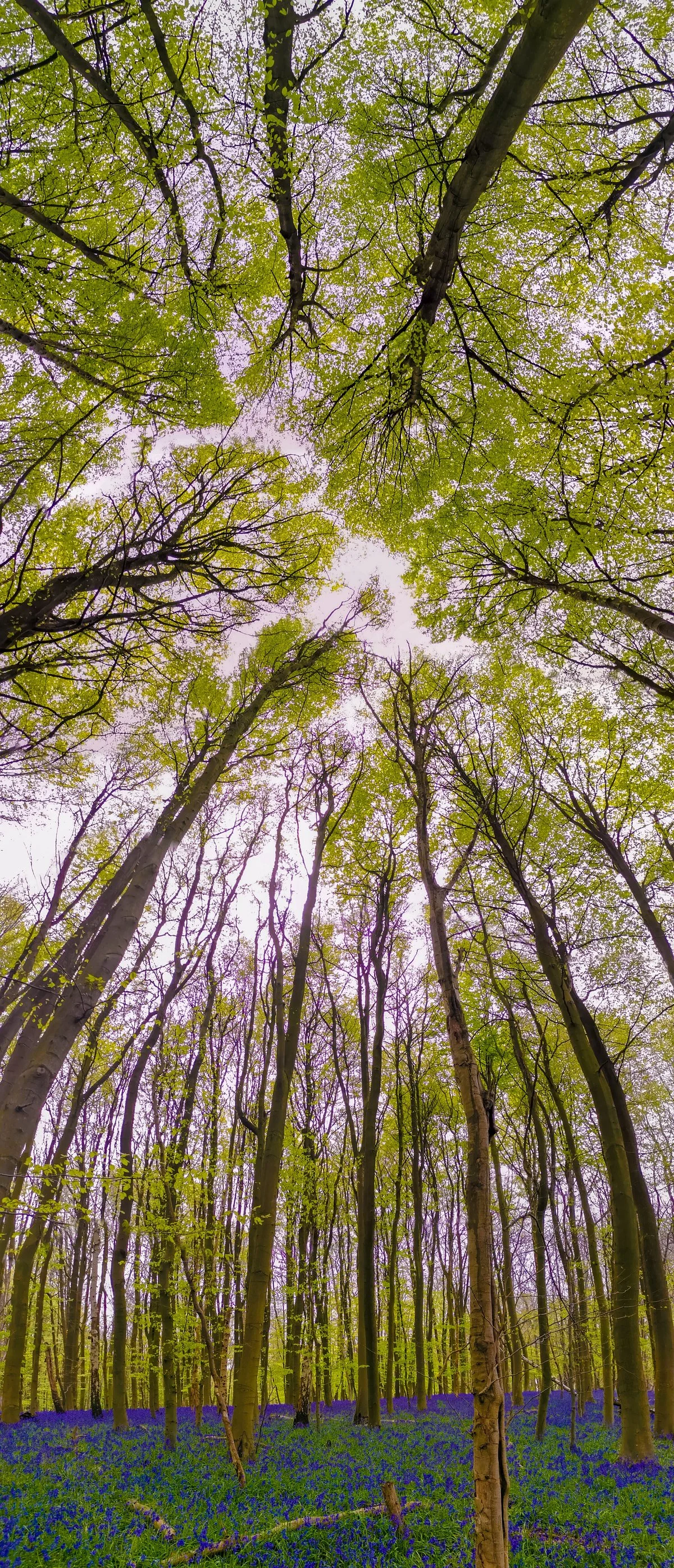 Weald Country Park