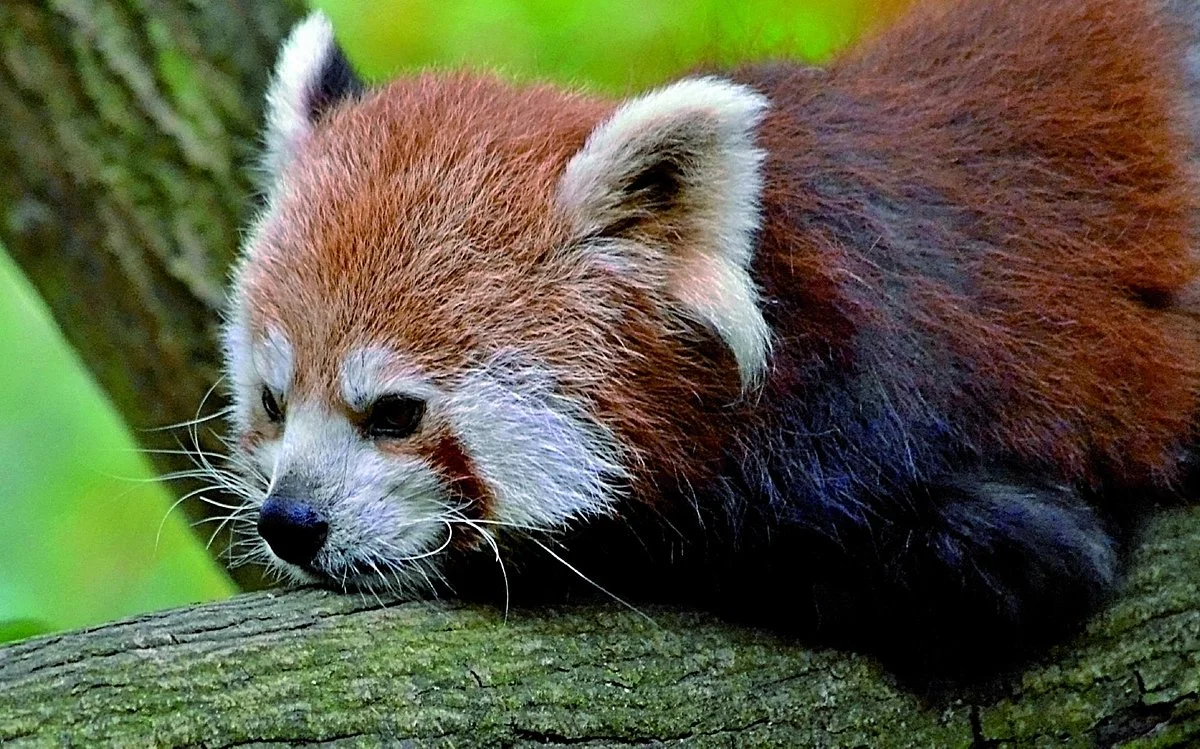 Zoo Liberec