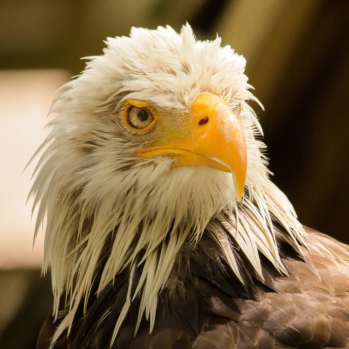 Rocher des Aigles