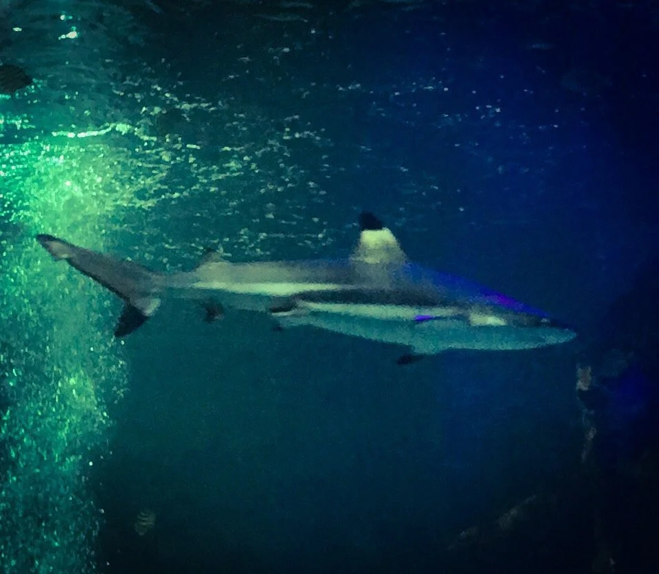 Sea Life Centre Great Yarmouth