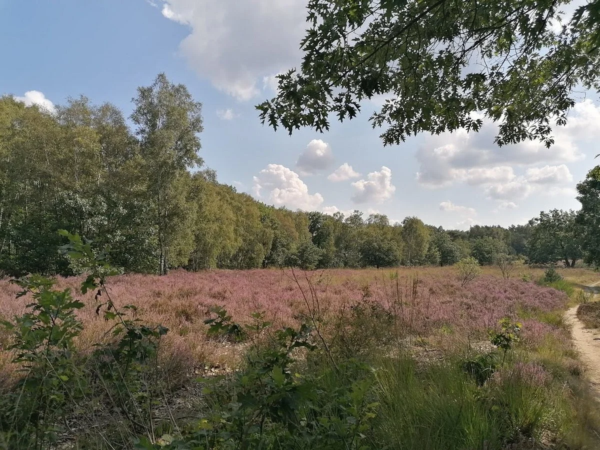 Mechelse Heide