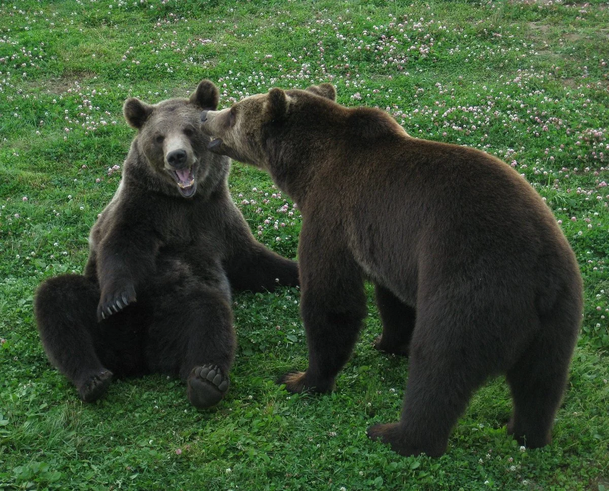 Yaroslavl Zoo