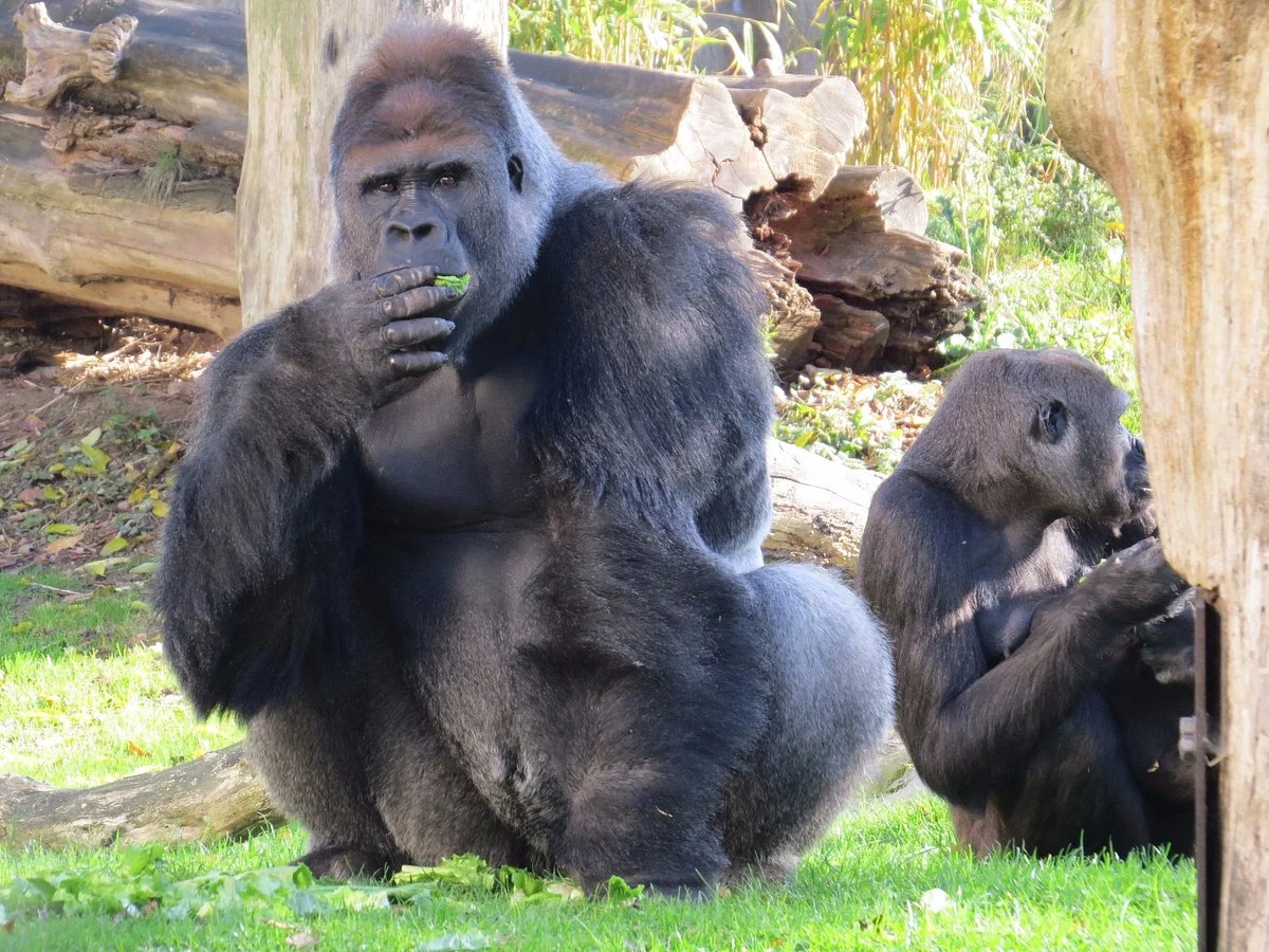 Krefeld Zoo