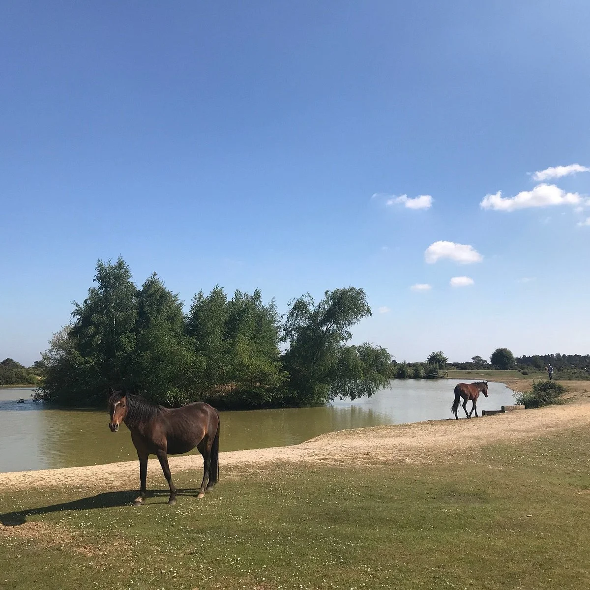 New Forest National Park