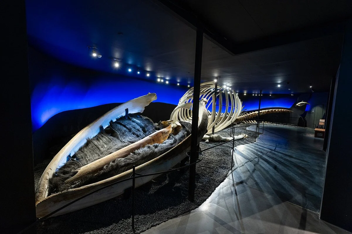 The Husavik Whale Museum