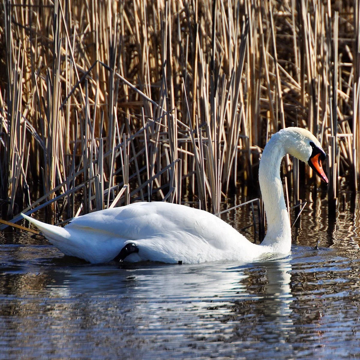 Oostvaardersplassen