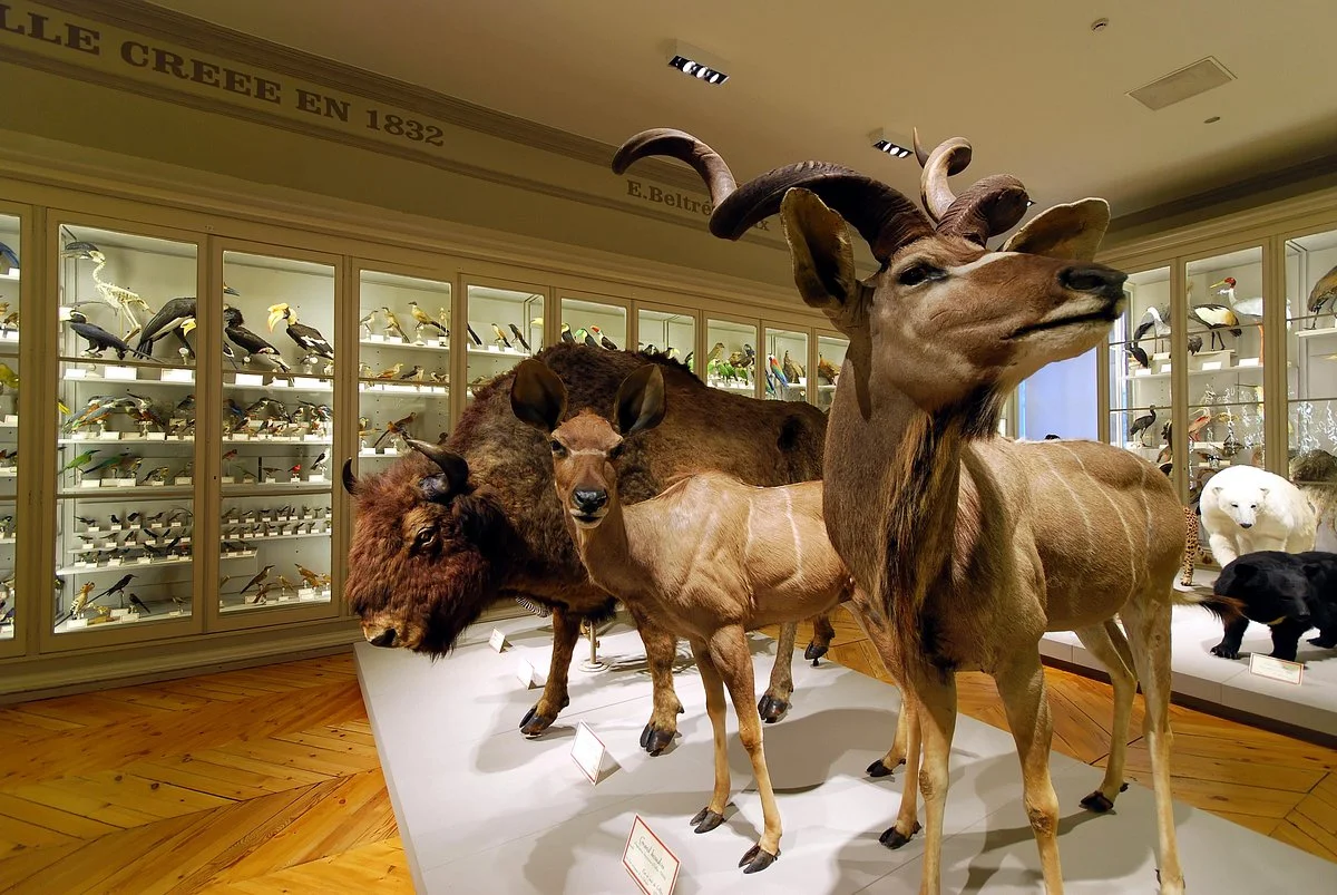 Museum d'histoire naturelle de La Rochelle