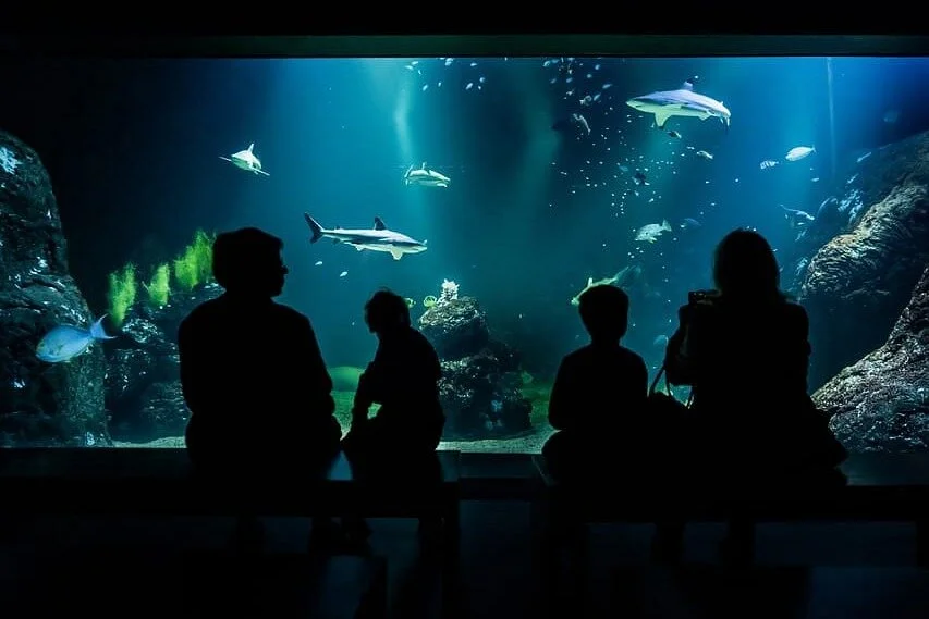 Universeum
