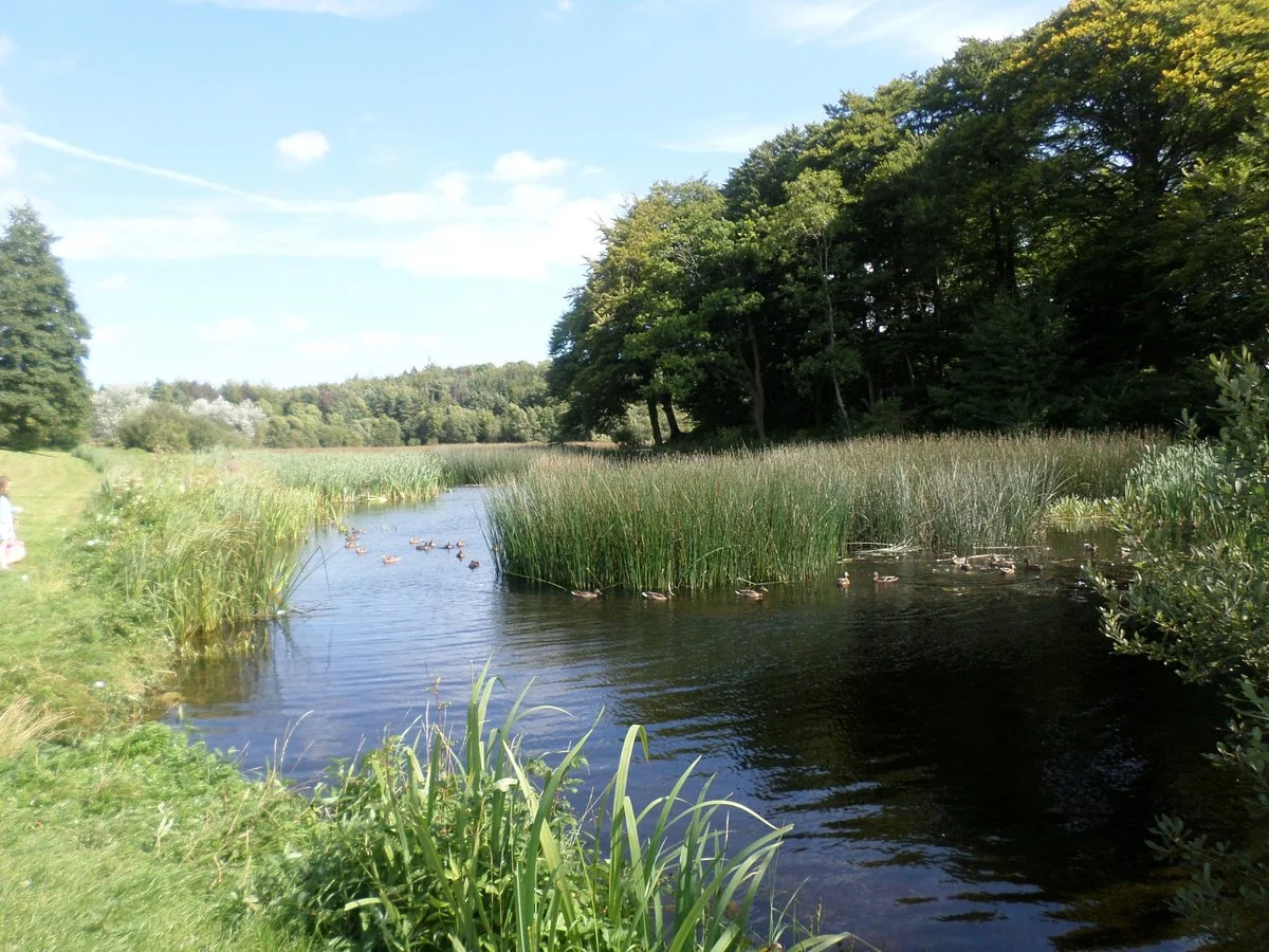 Curraghchase Forest Park