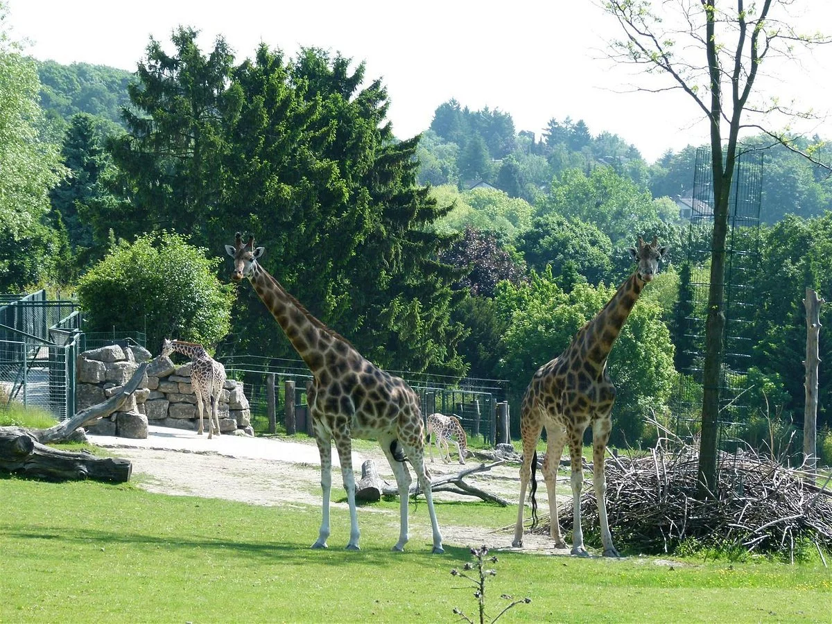 Opel Zoo