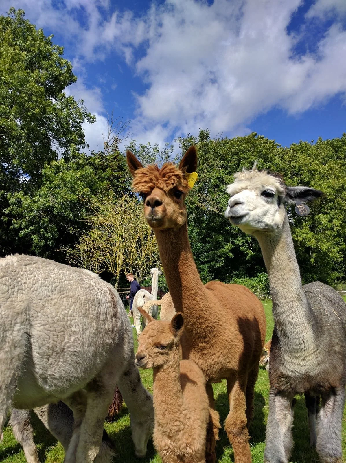 Hensting Alpacas