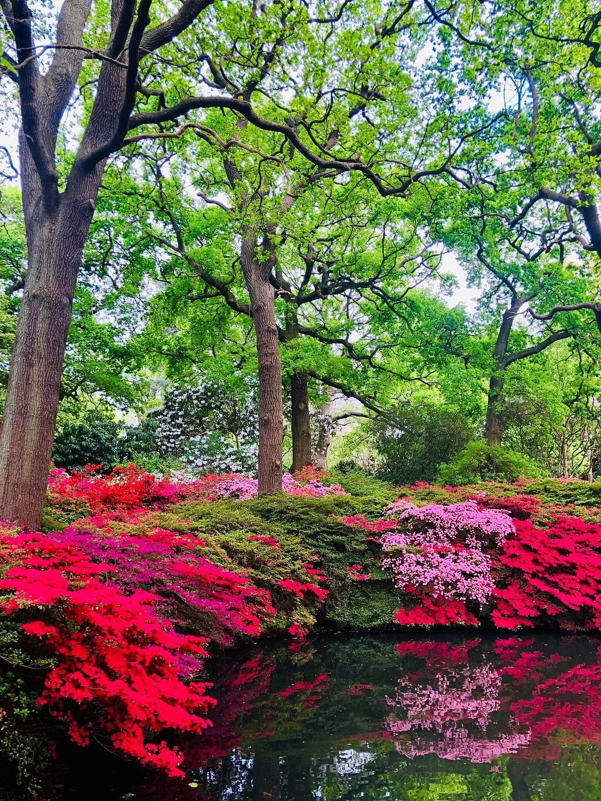 Isabella Plantation